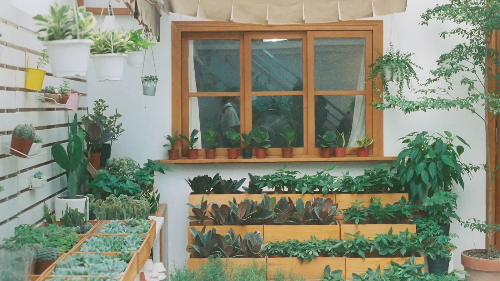 Basil, mint, and parsley seedlings in small terra cotta pots on a sunny south-facing windowsill with a watering can nearby