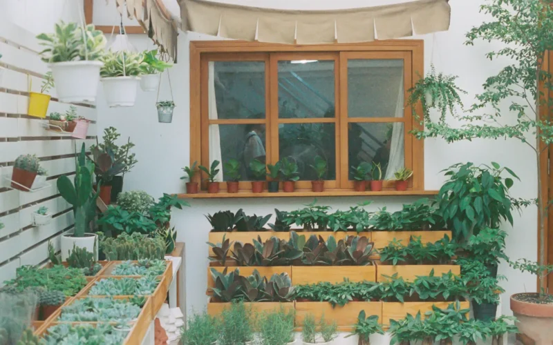 Basil, mint, and parsley seedlings in small terra cotta pots on a sunny south-facing windowsill with a watering can nearby