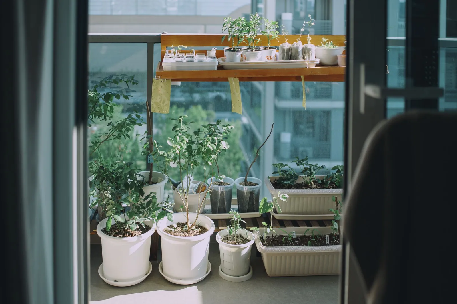 Basil, mint, and parsley seedlings in small terra cotta pots on a sunny south-facing windowsill with a watering can nearby