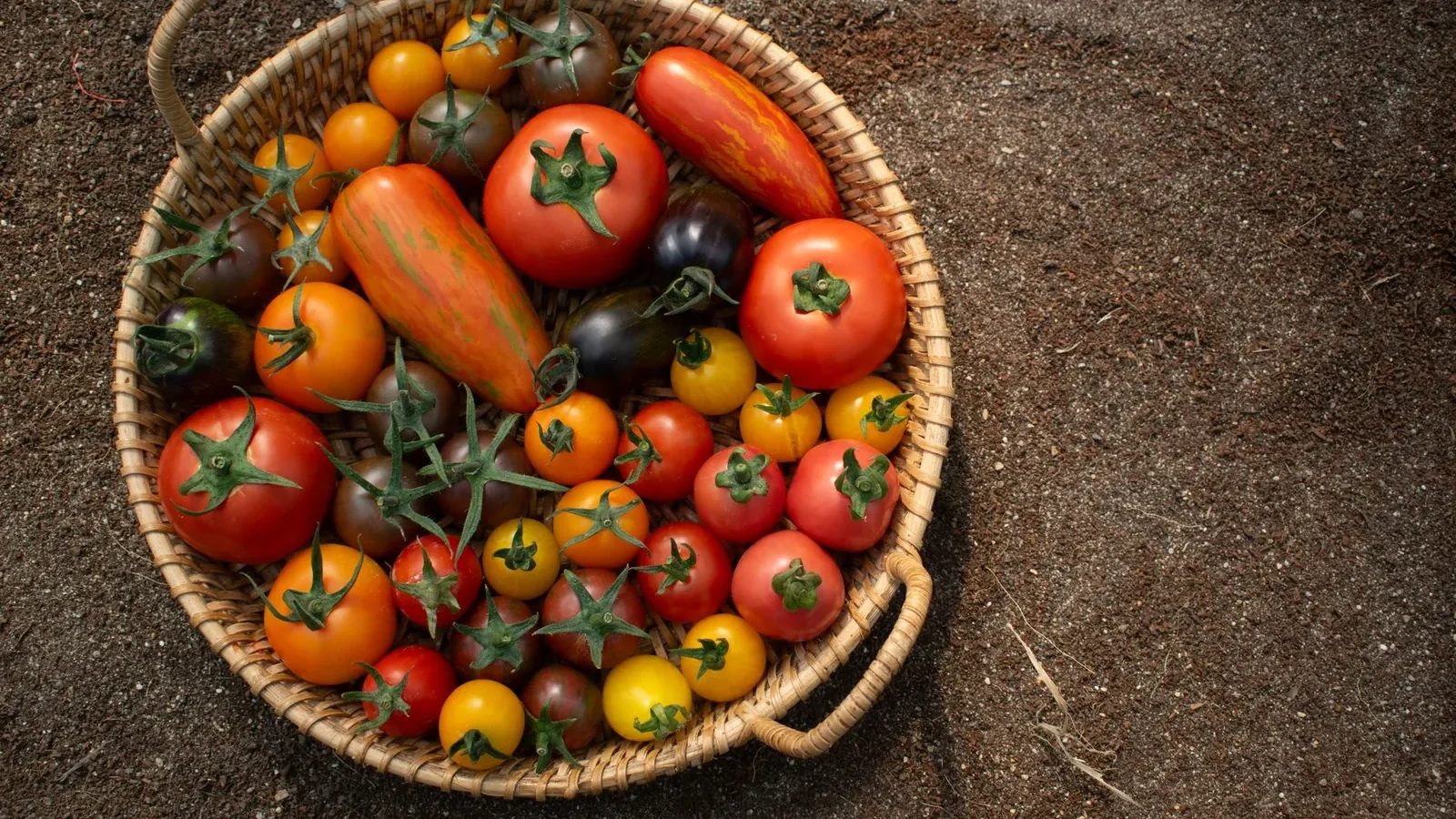 Clusters of ripe red cherry tomatoes on a 'Sweet 100' indeterminate vine in a home garden