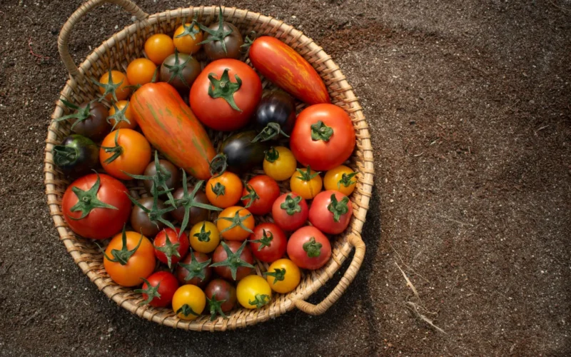 Clusters of ripe red cherry tomatoes on a 'Sweet 100' indeterminate vine in a home garden