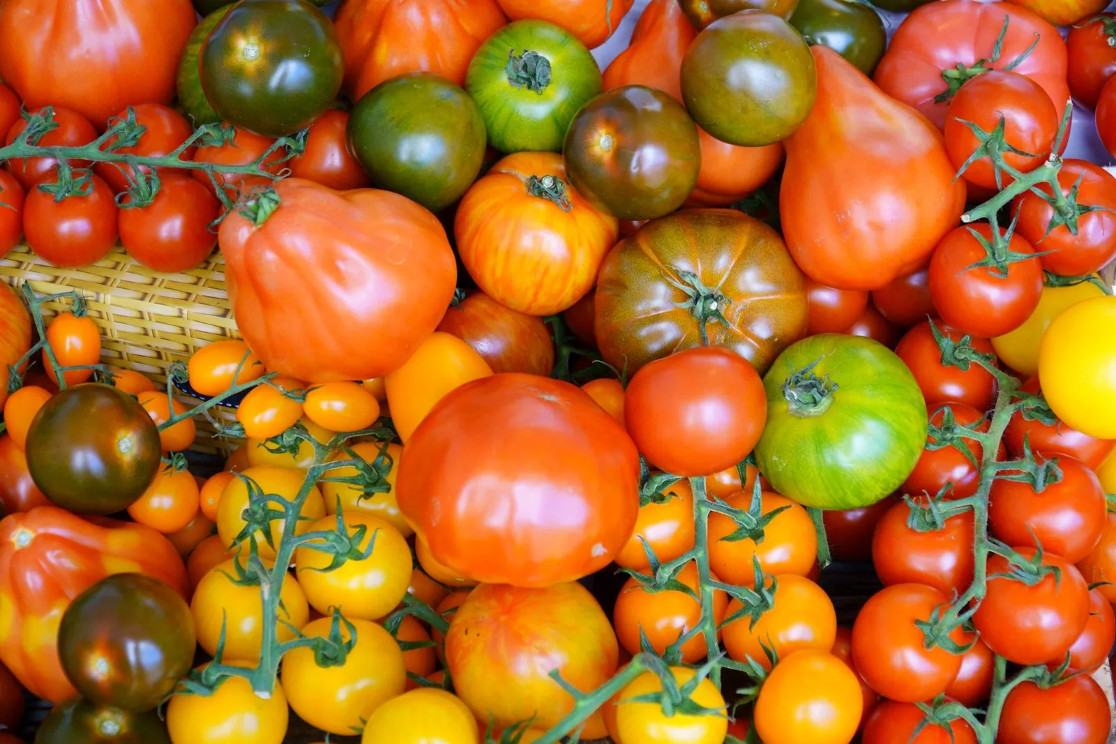 Mature 'Roma' determinate tomato plant at full height with deep-red oblong fruits ready to harvest