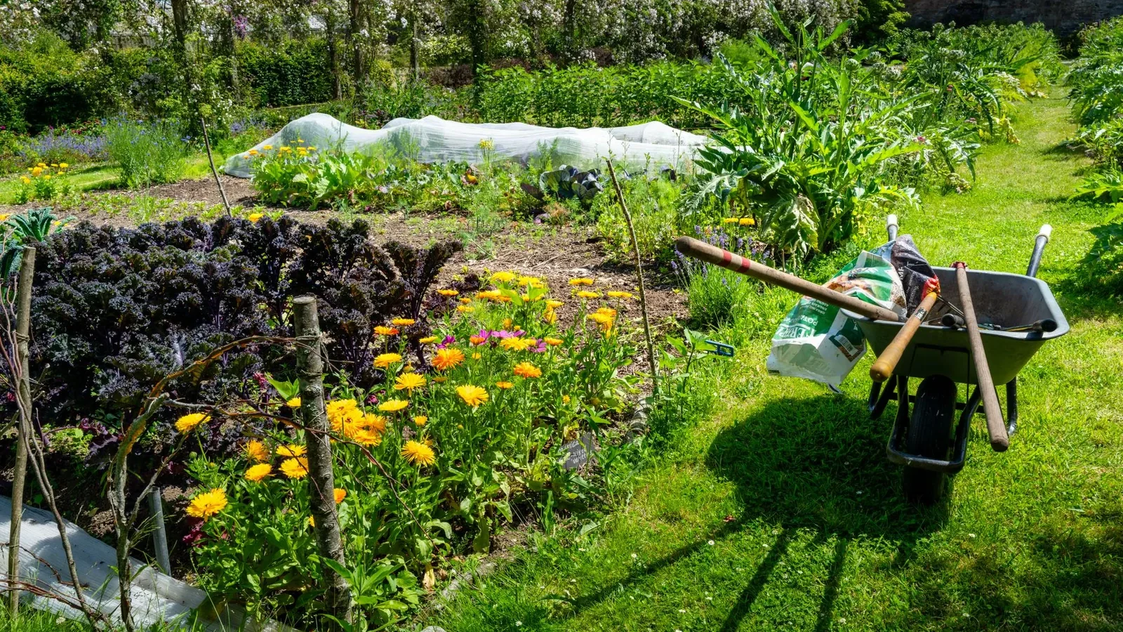 Garden bed with tomato plants growing alongside basil, carrots, and marigolds in mixed rows showing companion planting in practice