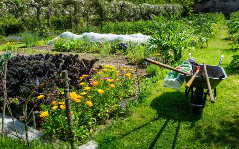Garden bed with tomato plants growing alongside basil, carrots, and marigolds in mixed rows showing companion planting in practice