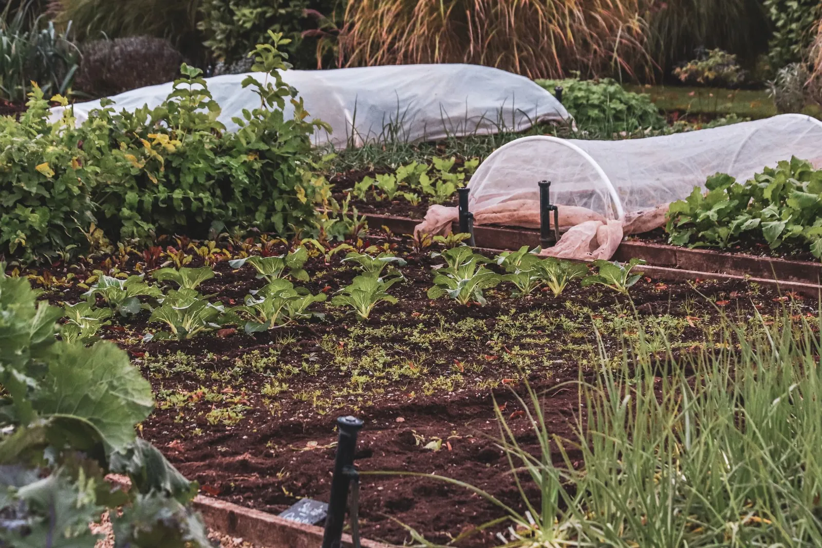 Garden bed with tomato plants growing alongside basil, carrots, and marigolds in mixed rows showing companion planting in practice