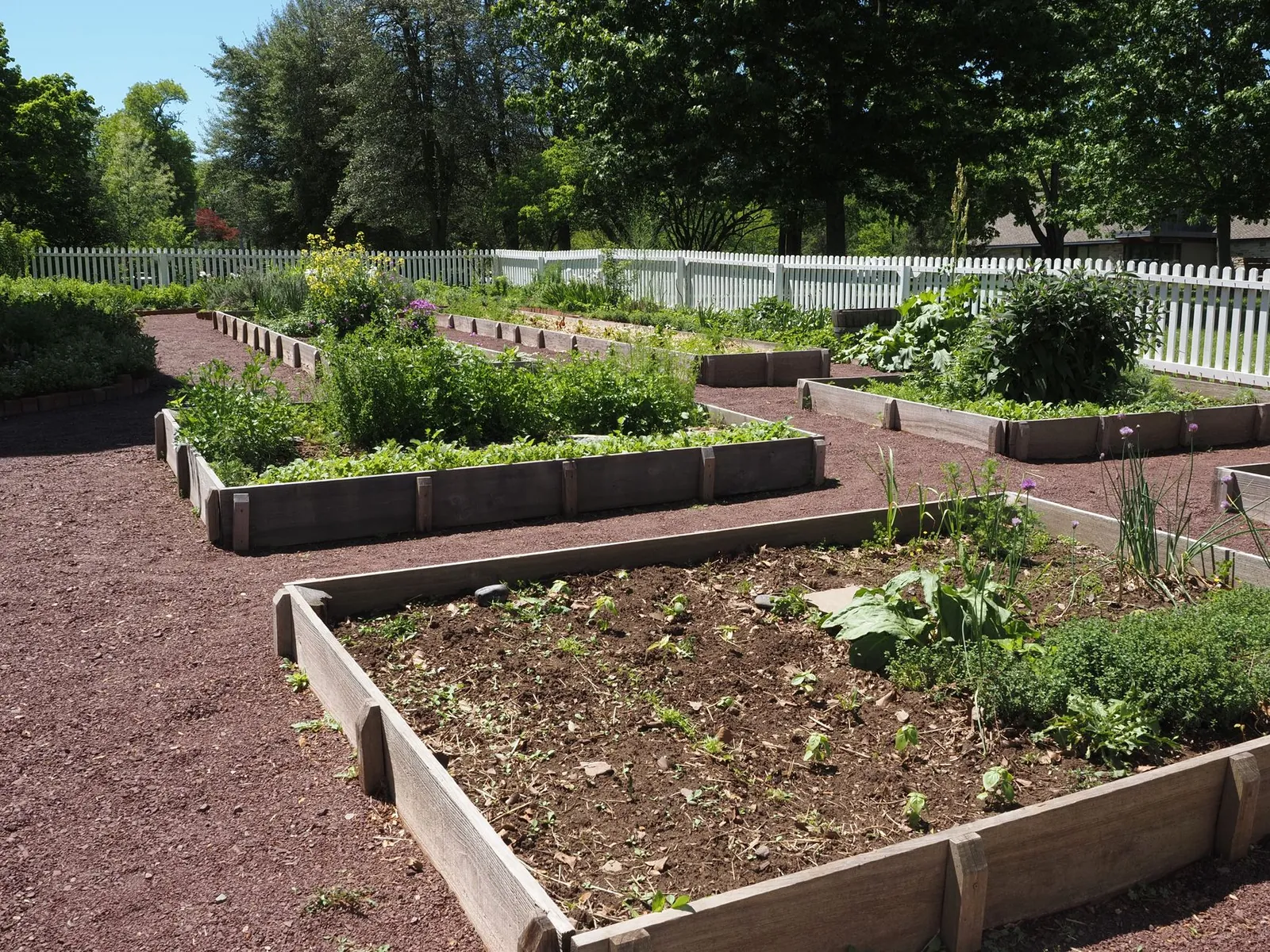 Cedar raised garden bed frame assembled on level ground with a power drill and exterior screws beside it