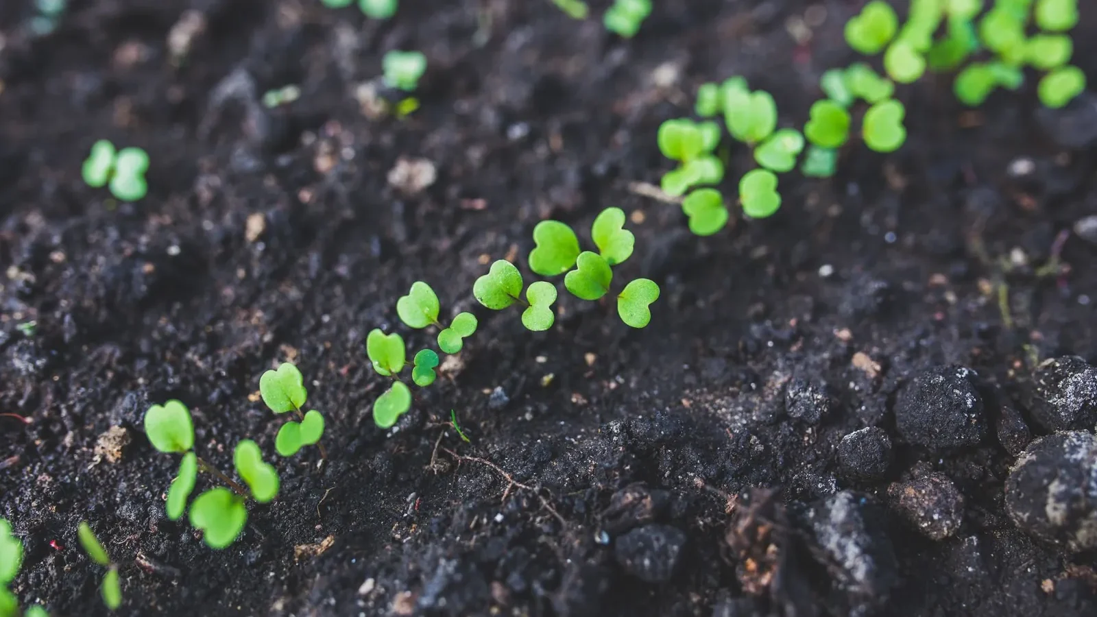 Carrot seedlings at 2 inches tall in a raked garden bed, ready for first thinning