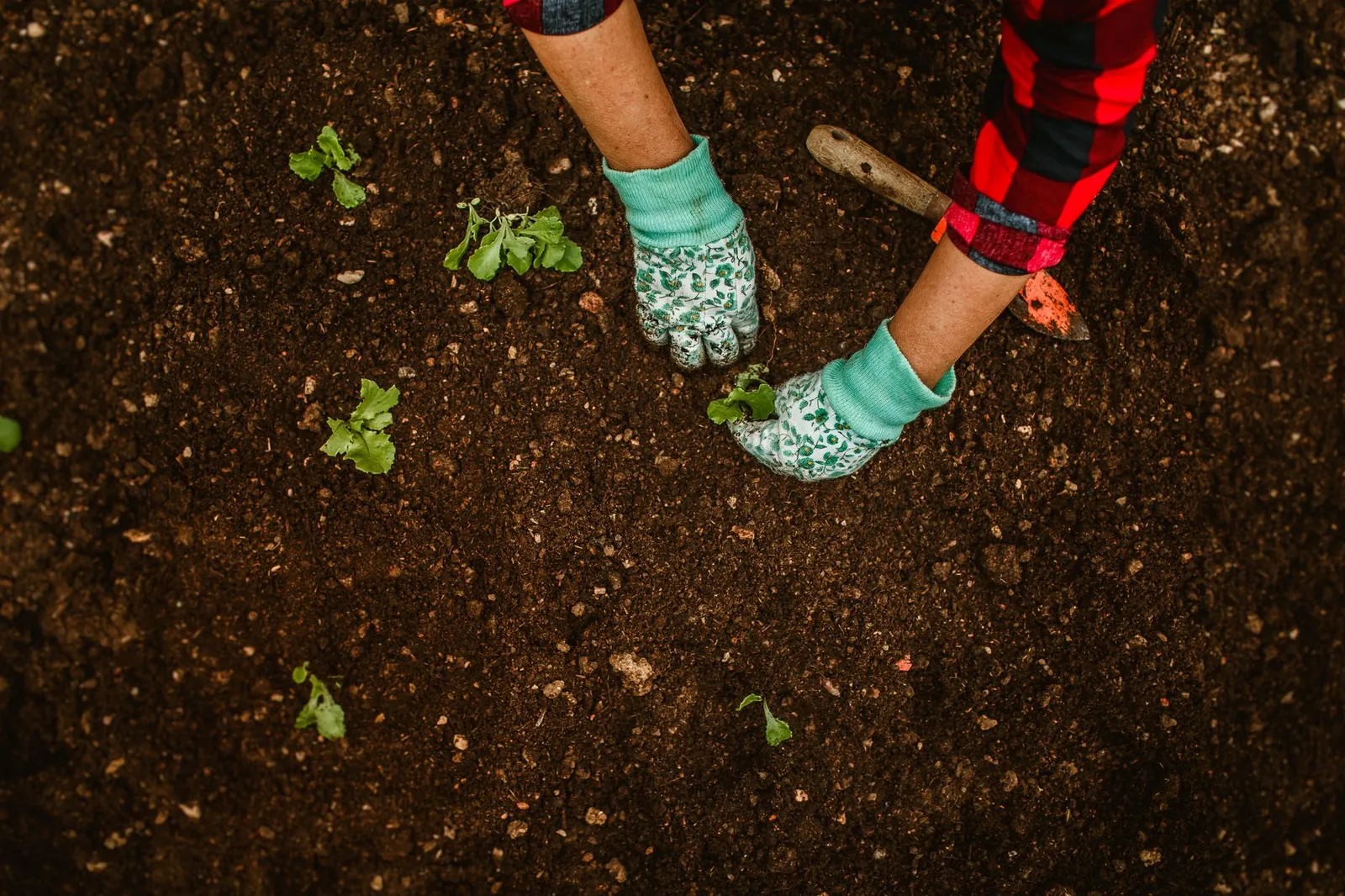 Carrot seedlings at 2 inches tall in a raked garden bed, ready for first thinning