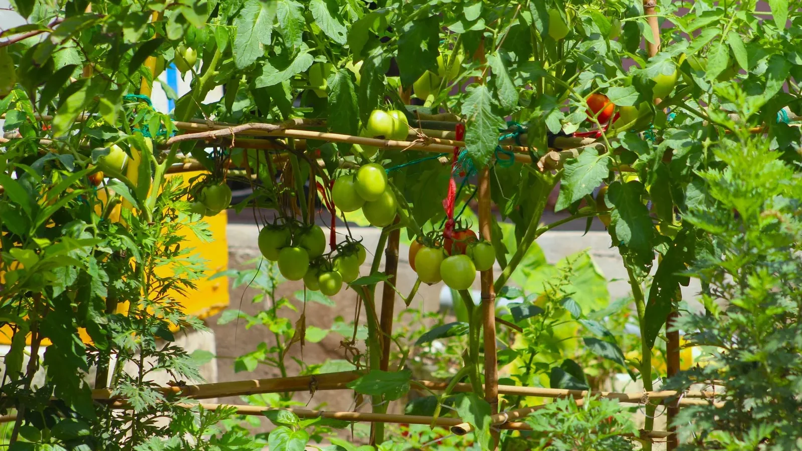 Tomato plant with heavy fruit-laden branches sprawling without support, showing why staking is needed at planting time