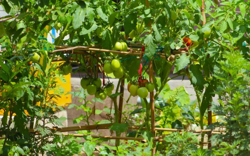 Tomato plant with heavy fruit-laden branches sprawling without support, showing why staking is needed at planting time