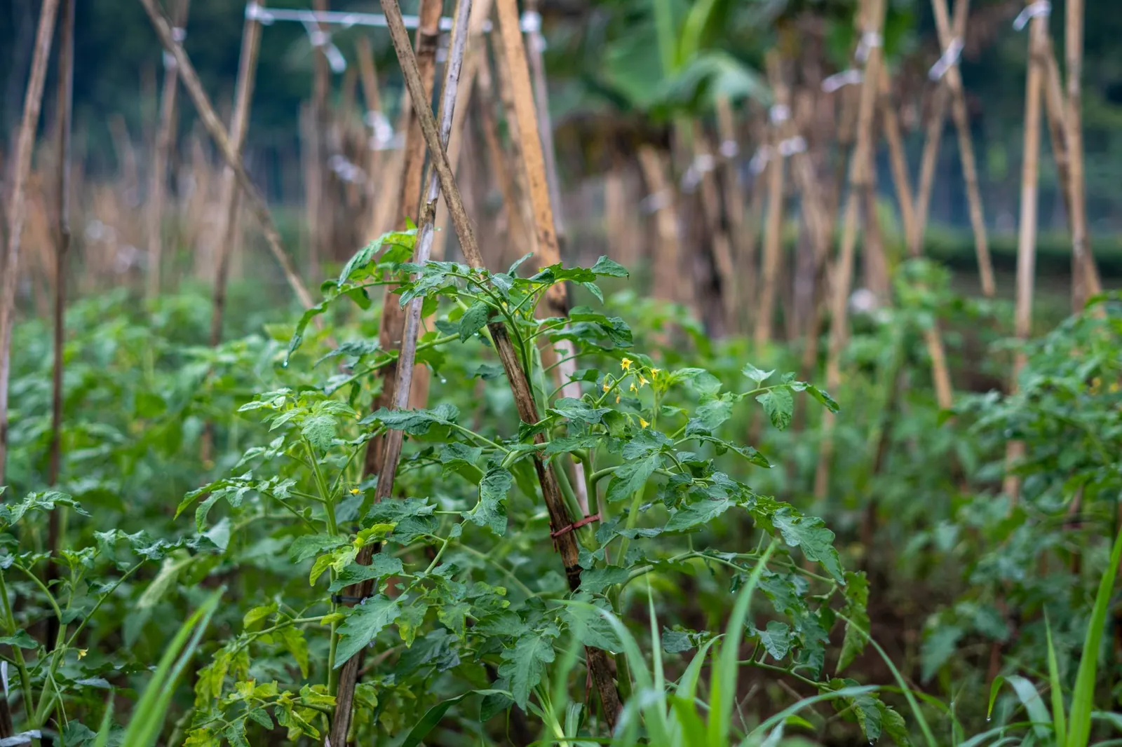 Tomato plant with heavy fruit-laden branches sprawling without support, showing why staking is needed at planting time