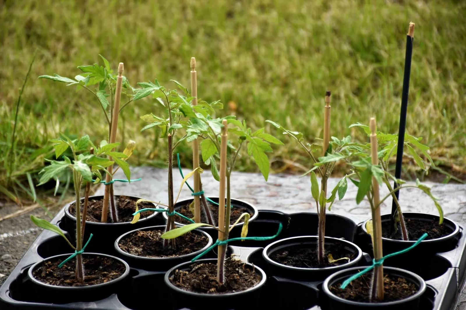 Figure-eight tie securing a tomato stem to a wooden stake with visible slack between stem and tie