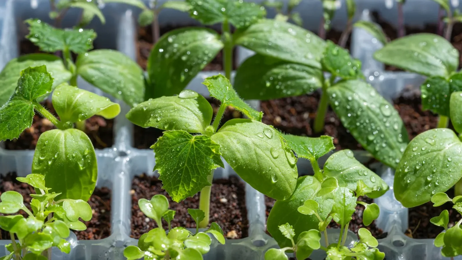 A sunny backyard garden bed with tomatoes, lettuce, and herbs growing in direct morning light