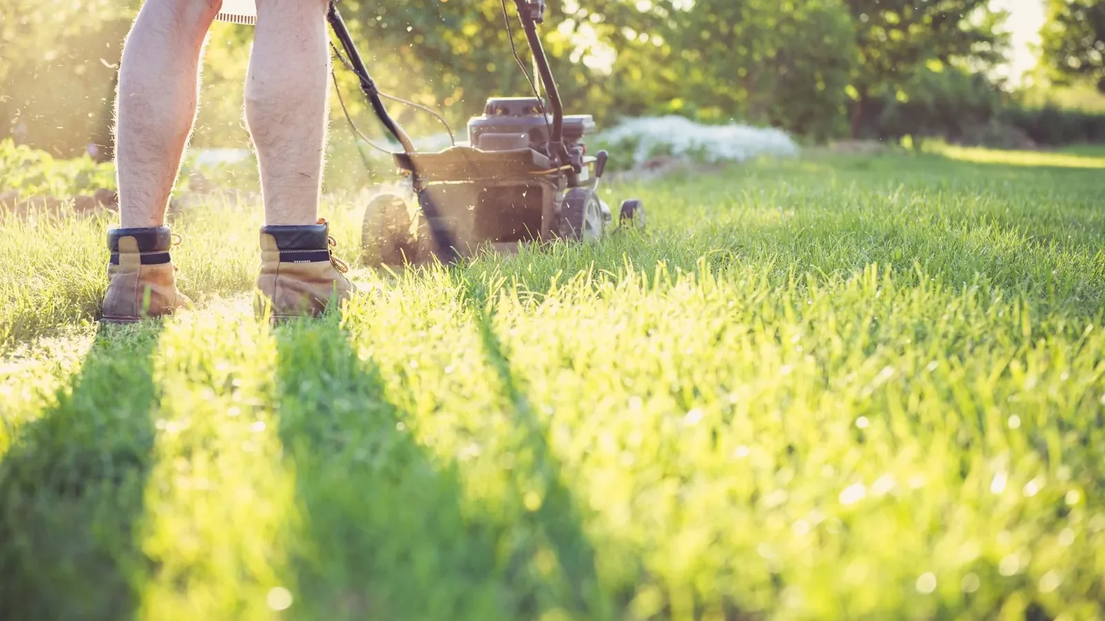 Early spring lawn with stiff-tined rake pulling up winter thatch and dead grass debris