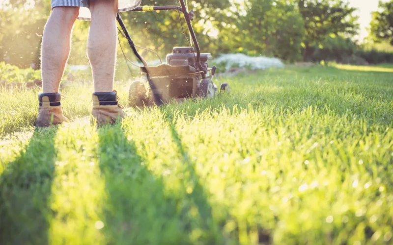 Early spring lawn with stiff-tined rake pulling up winter thatch and dead grass debris