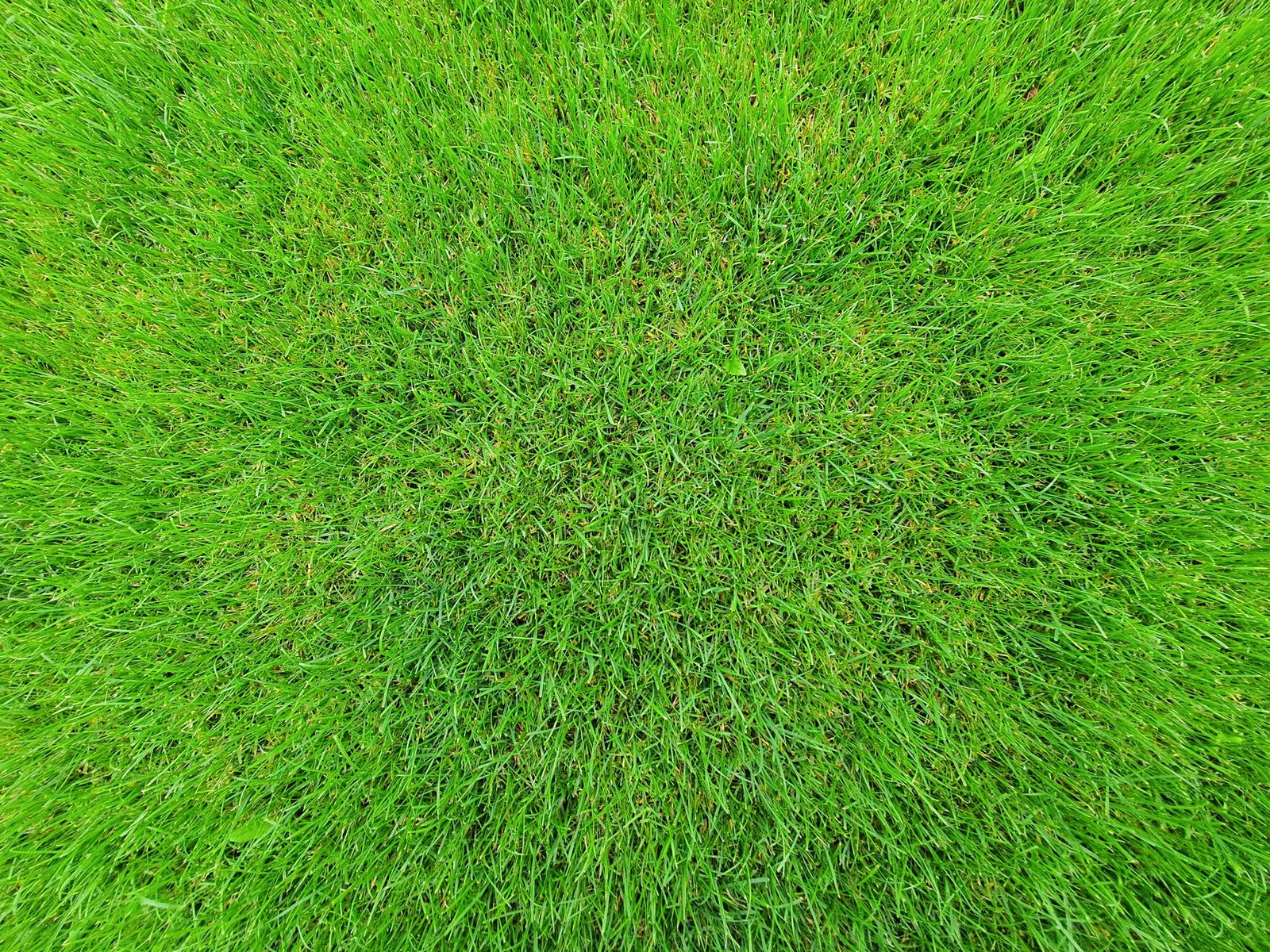 Fall lawn showing small soil cores left on surface after core aeration in September