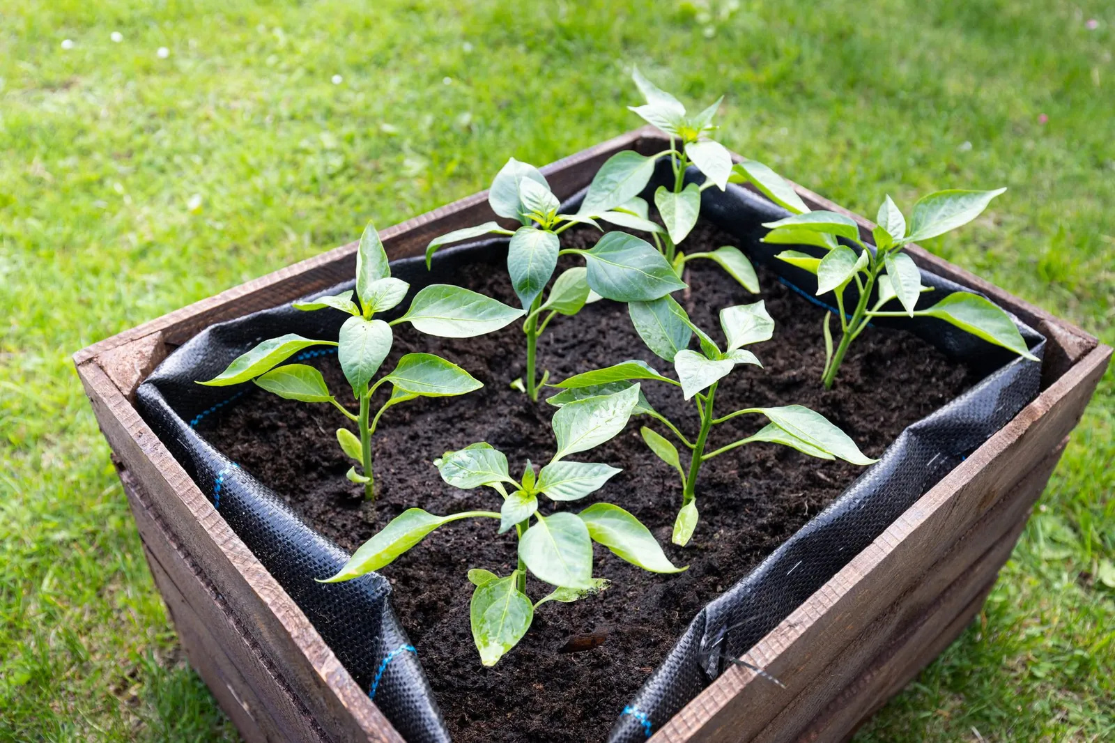 Gardener mixing topsoil and compost in a raised bed with a garden fork