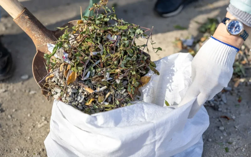 Gardener clearing winter debris and dead plant material from a flower bed with a rake and bypass pruners