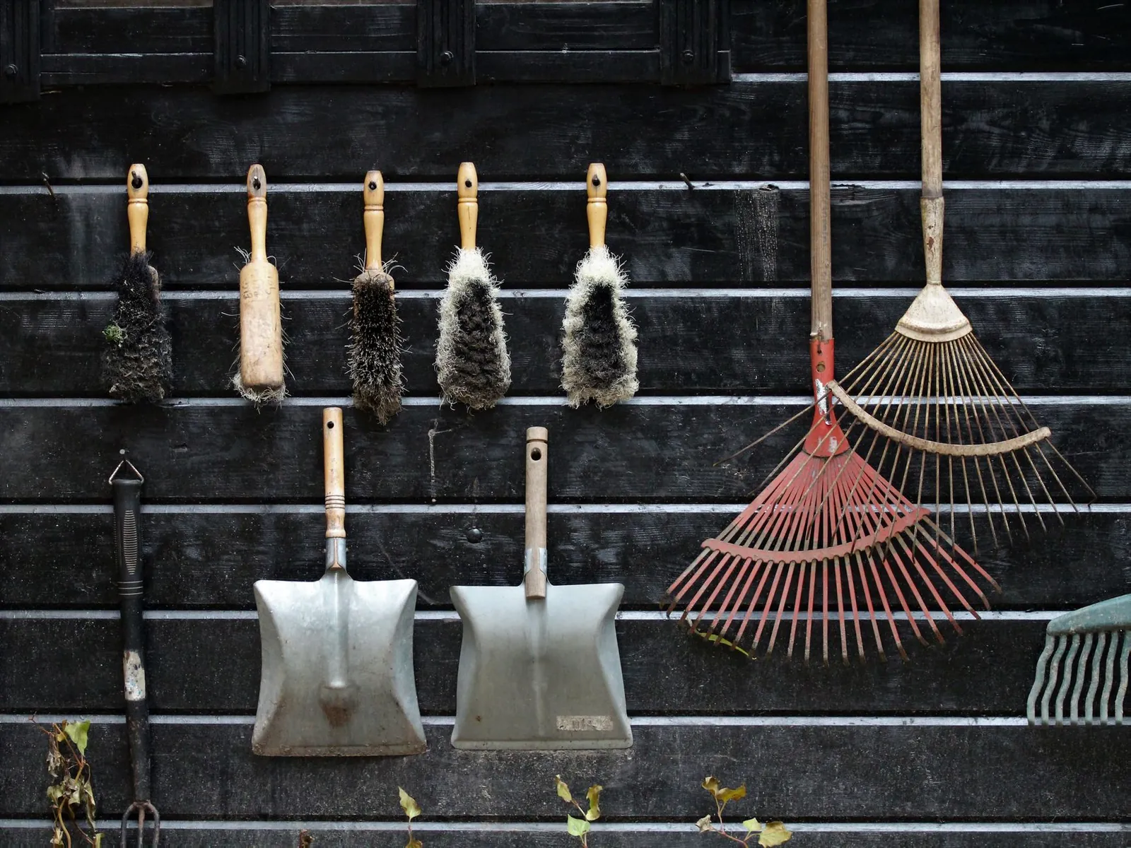 Gardener clearing winter debris and dead plant material from a flower bed with a rake and bypass pruners