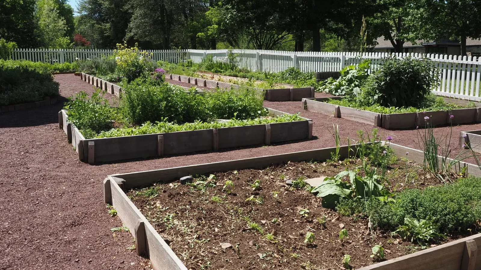 A 4x8 raised cedar garden bed with tomatoes staked at the north end, lettuce along the south edge, and basil in the middle row