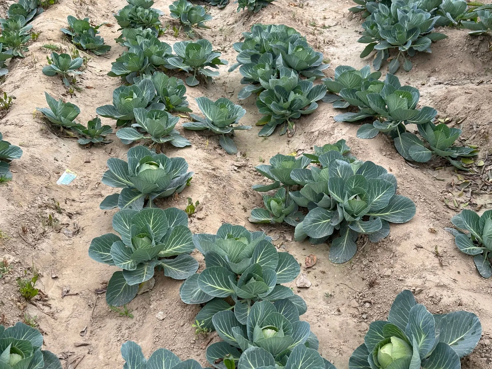 Overhead view of a 4x4 square foot garden grid with beets, spinach, and chard planted nine per square in a raised bed
