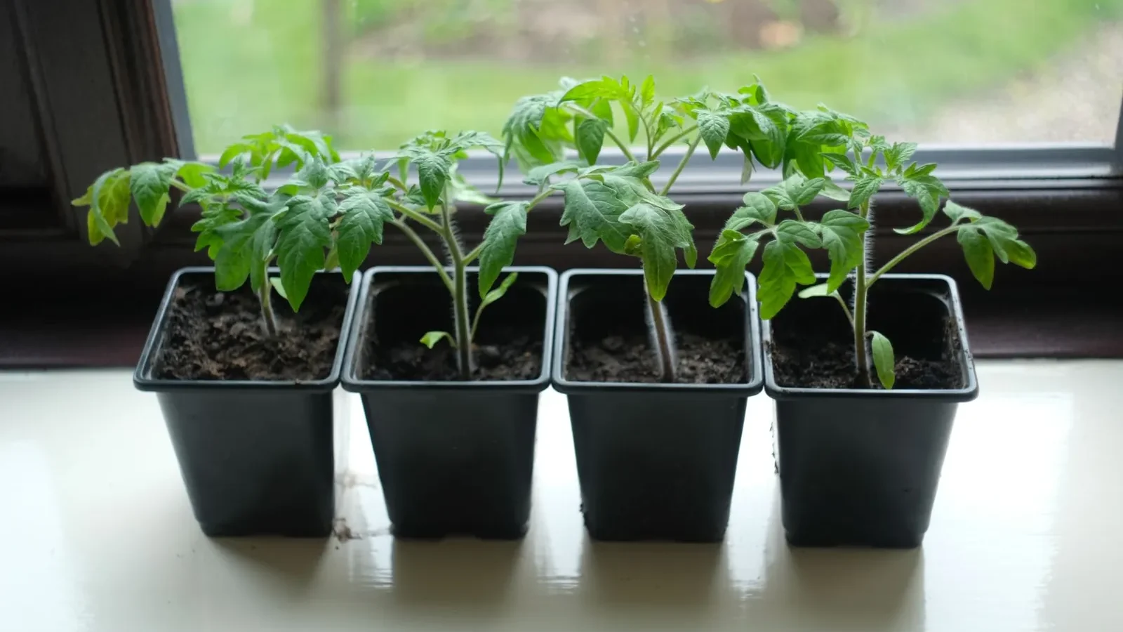 Tomato seedlings growing under LED grow lights indoors, 6 weeks old and ready for hardening off