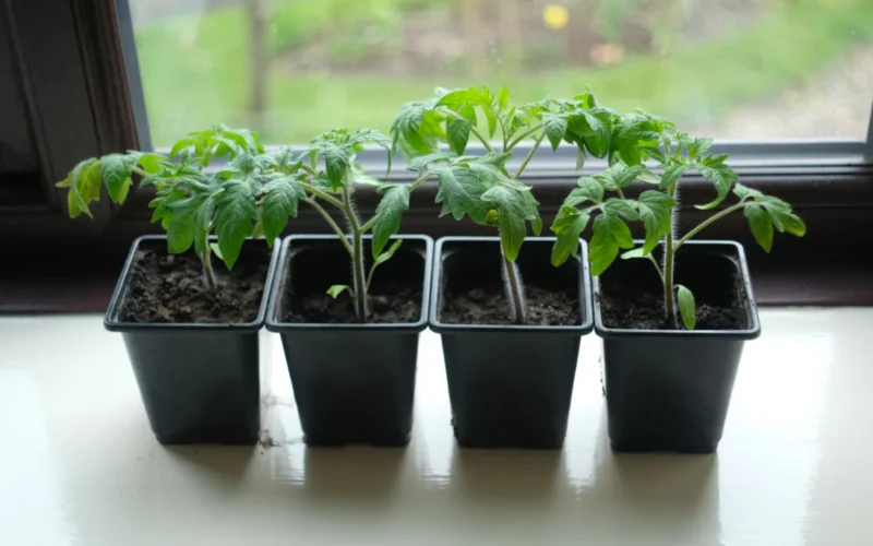 Tomato seedlings growing under LED grow lights indoors, 6 weeks old and ready for hardening off