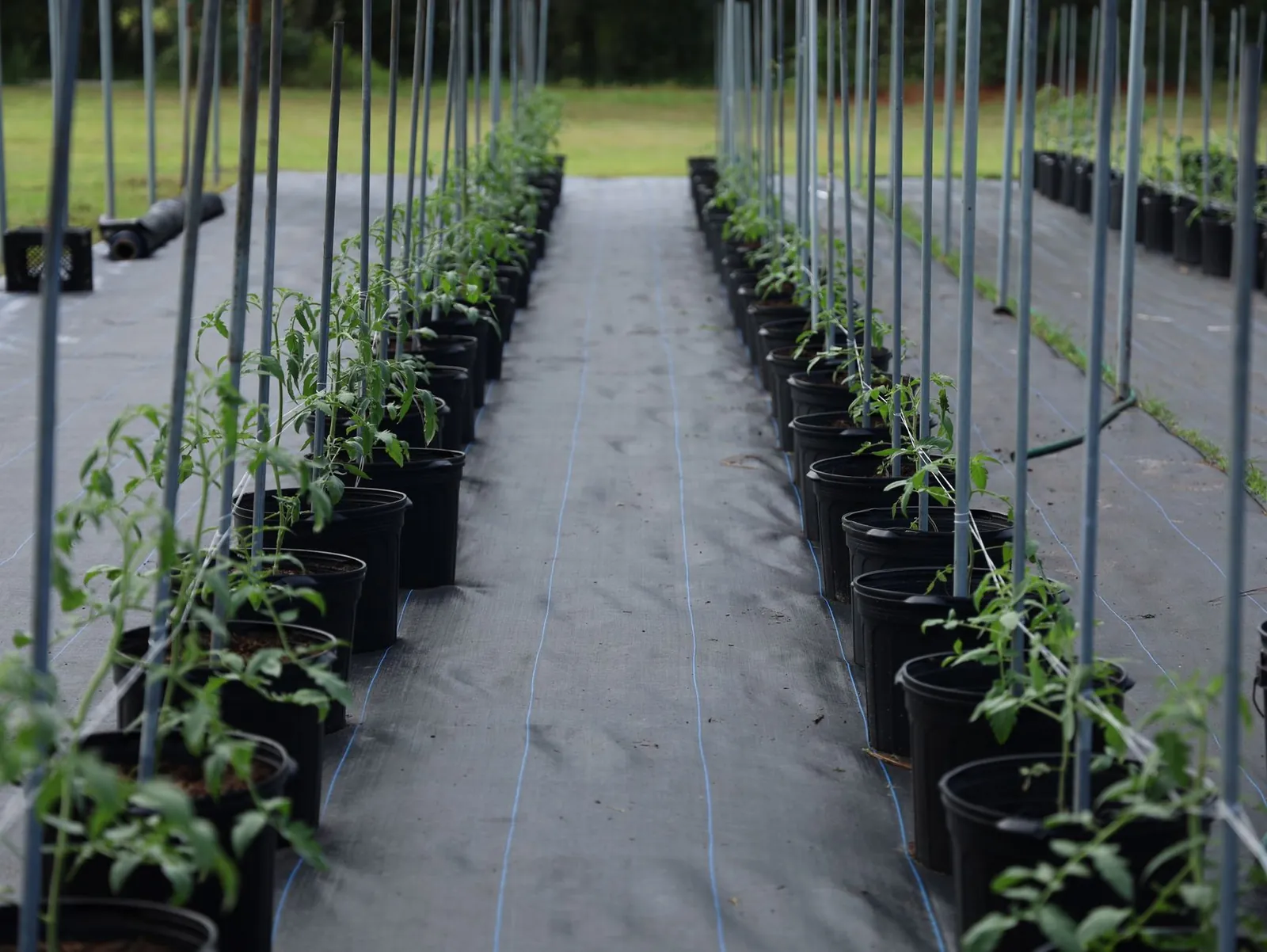 Tomato seedlings growing under LED grow lights indoors, 6 weeks old and ready for hardening off